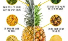 说菠萝和凤梨不一律的如何证明这几张图片？