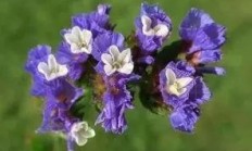 天井常用花草，勿无私与深波叶补血草怎样辨别？