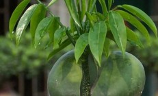 绿元宝（木本植物）