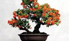 Burr Bonsai：询问老年人如何提高火线，不要丢失老板？