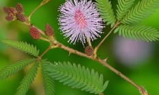 含羞草（草本植物）