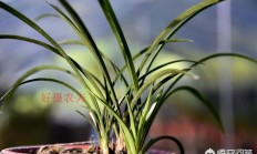 春兰图片:麻烦老师给看一下，我的春兰苗怎么是这个样子？