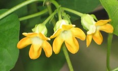 夜来香（木本植物）