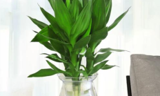 莲花竹（草本植物）