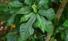 琴叶榕（木本植物）