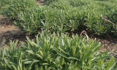救心菜长啥样？