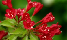 锦带花（木本植物）