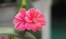露薇花，露薇花怎么养殖
