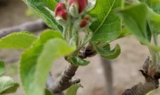 苹果木是先长叶子，仍旧先着花？