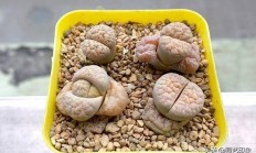 生石花枯槁抽水，浇水了还没革新，如何办？
