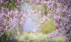 菜蓟的作用用途