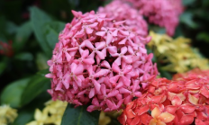 仙丹花（木本植物）