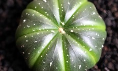 星球
