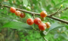 乡村人俗名“羊奶果”的植被有何效率？