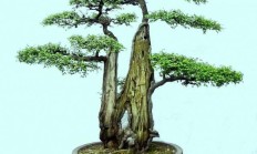 榔榆小苗如何养，本领做出盆景？