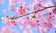樱花的形状(樱花长什么样)