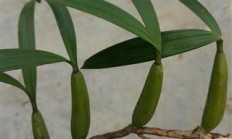 石枣子，石枣子多少钱一斤