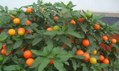 冬珊瑚（木本植物）