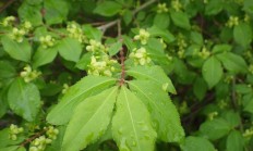 卫矛（木本植物）