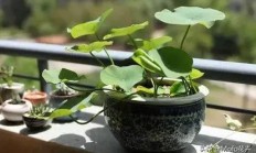 碗莲普遍什么功夫着花进程图片，碗莲只长叶子不着花？