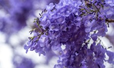 蓝花楹（木本植物）