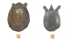 鼋与鳖辨别的图片？