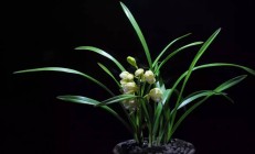 兰草花图片(好看的兰花图片)