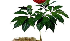 家中培植的国花吊兰究竟能不许吃？真的是田七吗？