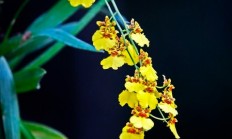 文心兰（兰科植物）