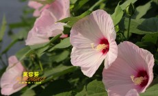 芙蓉葵(芙蓉葵花语)