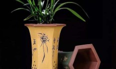 培植兰花伙伴们用什么盆，伙伴们能供给图片吗？