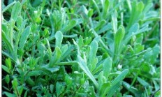 软雀草，软雀草吃了有什么好处