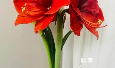 朱顶红（球根植物）