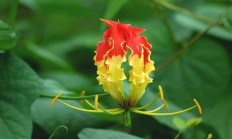 嘉兰（球根植物）