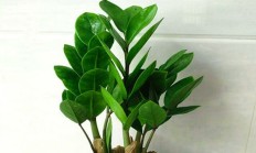 金钱树（木本植物）