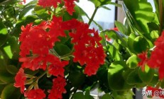 有什么场面花期又长的花？
