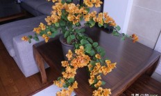 三角梅的花是哪个？