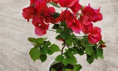 三角梅（木本植物）