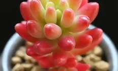 虹之玉