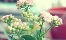 四序着花，什么花好养？
