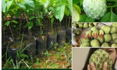 番鬼荔枝，红毛荔枝