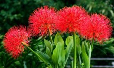 网球花（球根植物）