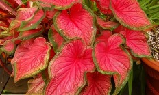 五彩芋（球根植物）