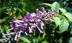 杜芫:乡村老翁常常挂在口边的“头疼花枪疼花”究竟是什么花？传闻一碰到它就会头疼是真的吗？