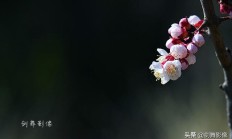 怎样拍摄“春日游，杏花吹满头。”诗句中的场景？
