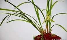 兰花要着花了，花苞上都是兰露，但叶片尖变黄变黑～浇水太多了吗？