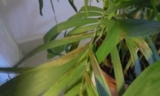 竹完全叶片发黄咋回事？