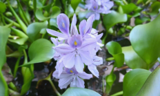 凤眼蓝（水生植物）