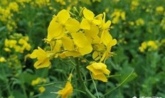 作物种植油菜籽的营养价值是什么？你能吃吗？