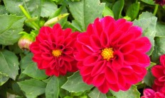 小丽花（球根植物）